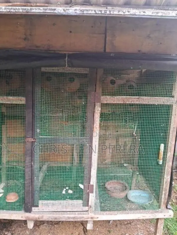 Birds Cage