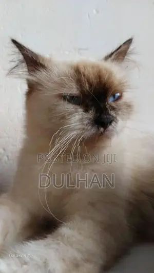 Persian Cat Mix
