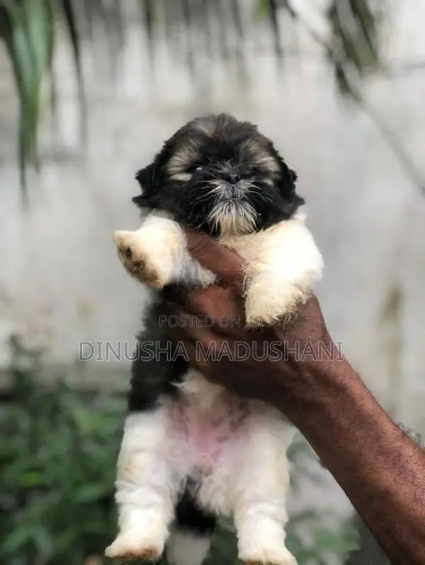 Shih Tzu Puppies