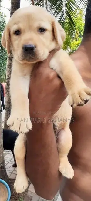 Labrador Retriever Puppies