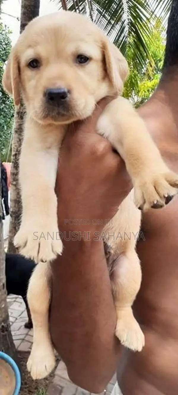 Labrador Retriever Puppies