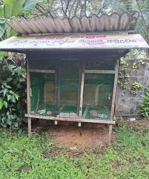 Birds Cage