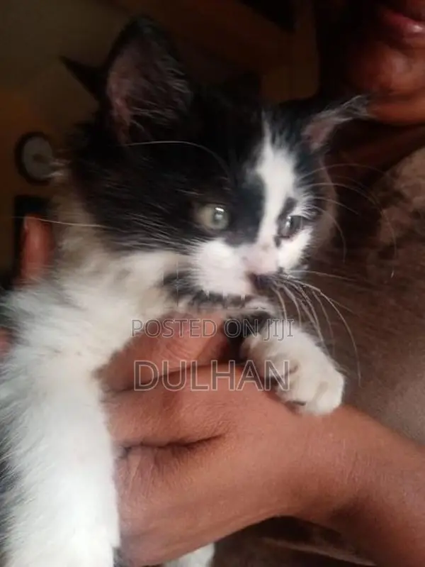 Persian Cat Mix