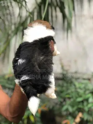 Shih Tzu Puppies