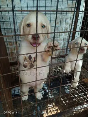 Labrador Retriever Puppies