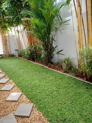 Malaysian Grass