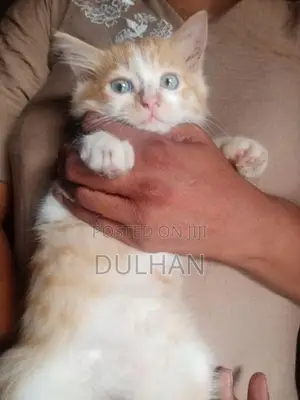 Persian Cat Mix