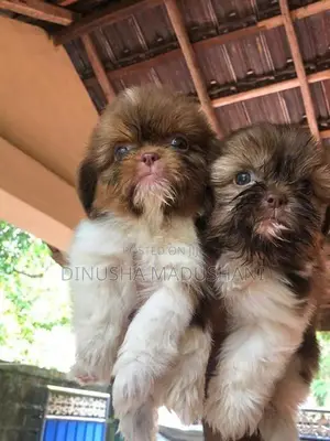 Shih Tzu Puppies