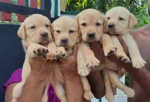 Labrador Retriever Puppies