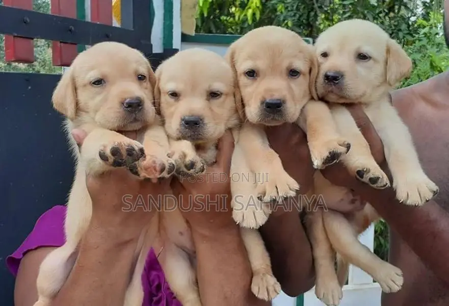 Labrador Retriever Puppies