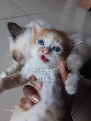 Persian Cat Mix