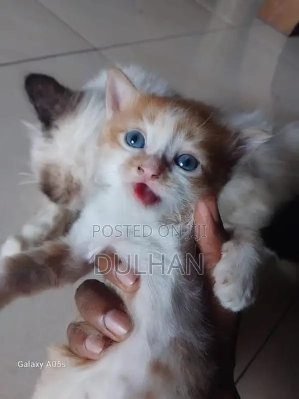 Persian Cat Mix
