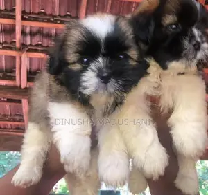 Shih Tzu Puppies