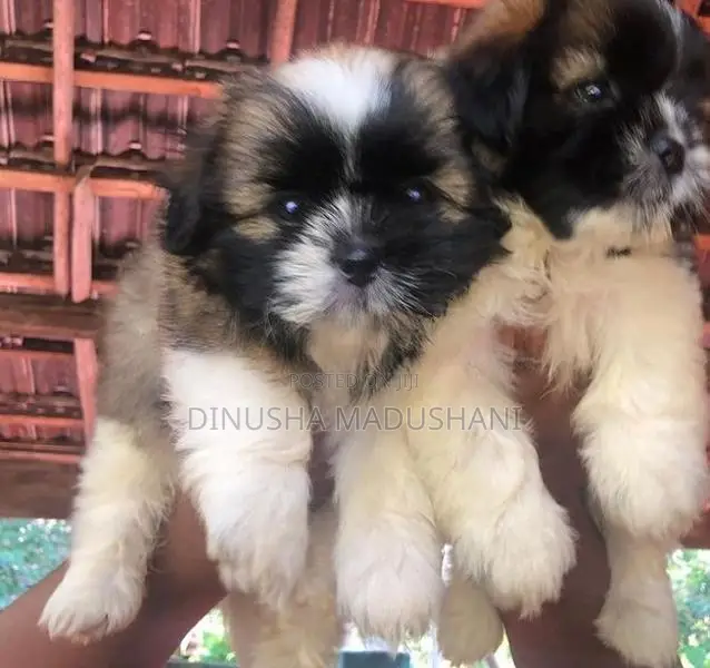 Shih Tzu Puppies