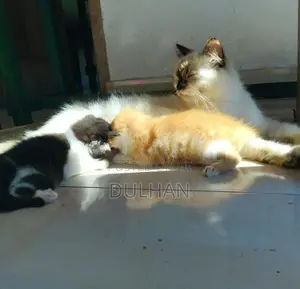 Persian Cat Mix