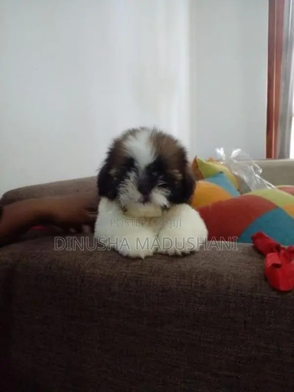 Shih Tzu Puppies