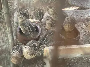 Quail Chicken