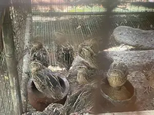 Quail Chicken