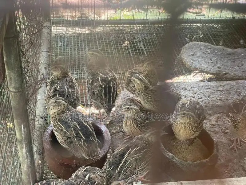Quail Chicken
