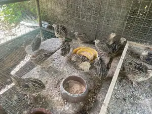Quail Chicken