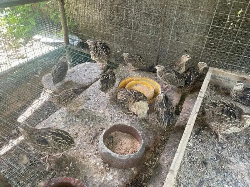 Quail Chicken
