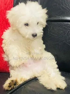 Tibetan Terriers Puppies