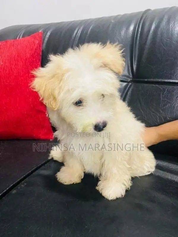 Tibetan Terriers Puppies