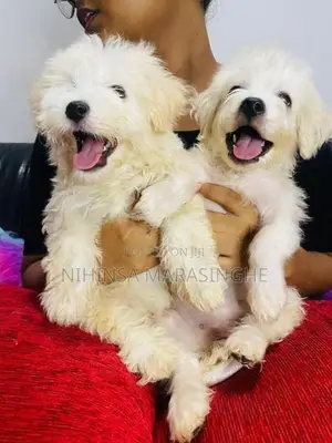Tibetan Terriers Puppies