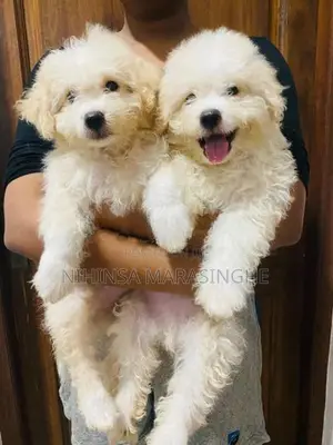 Tibetan Terriers Puppies