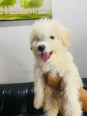Tibetan Terriers Puppies