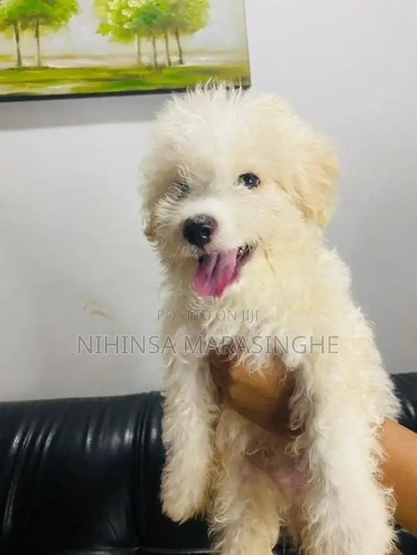 Tibetan Terriers Puppies