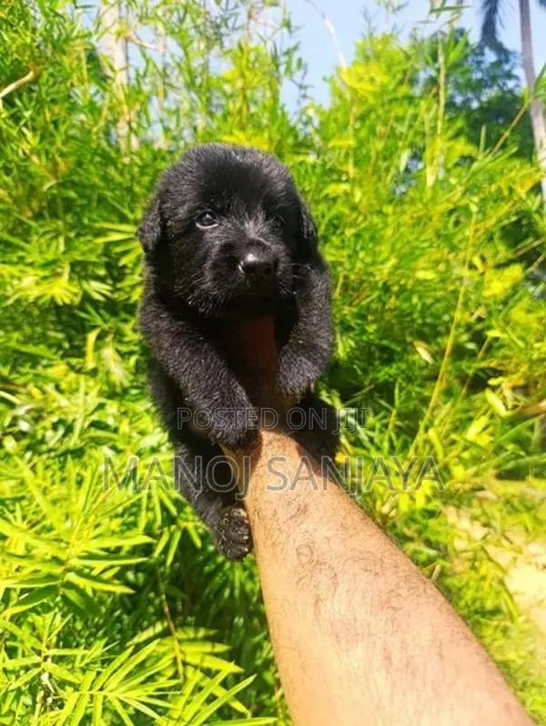 German Shepherd Longcoat Puppies