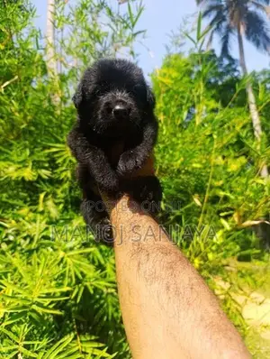 German Shepherd Longcoat Puppies