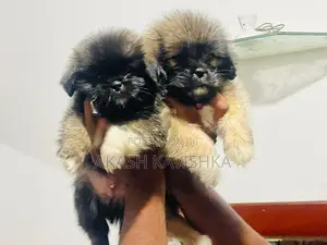 Shih Tzu Puppy