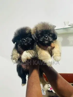 Shih Tzu Puppy