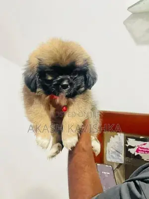 Shih Tzu Puppy
