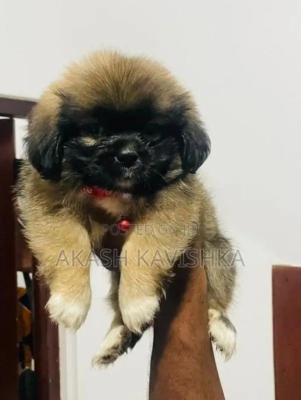 Shih Tzu Puppy