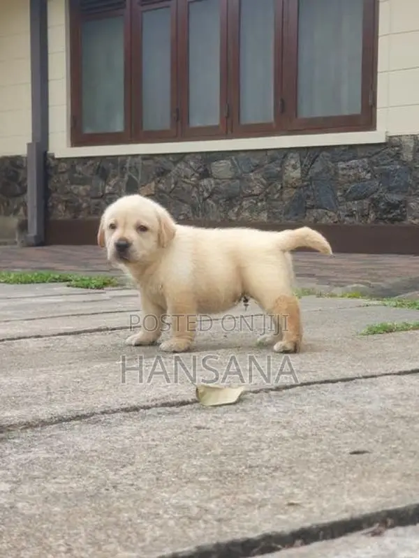 Labrador Puppies