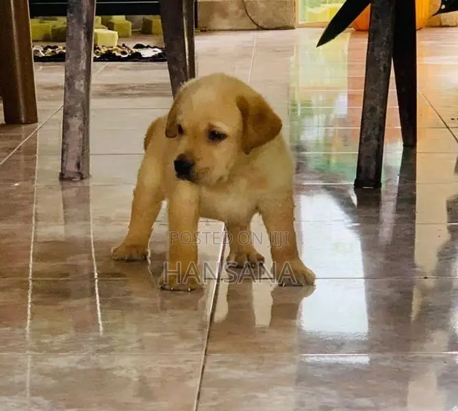 Labrador Puppies