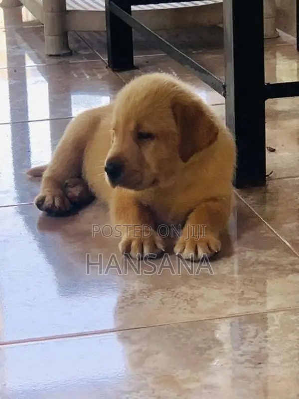 Labrador Puppies