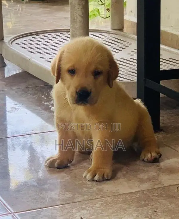 Labrador Puppies
