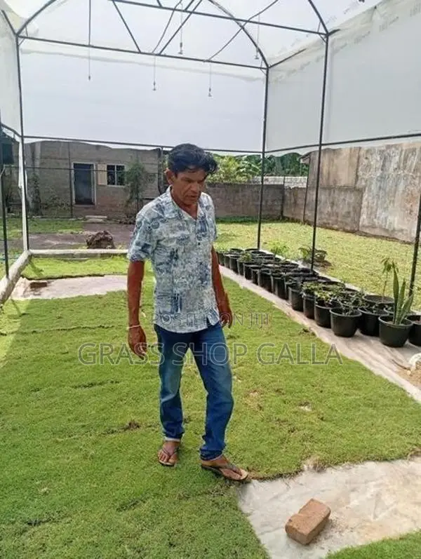 Grass Roll Carpet