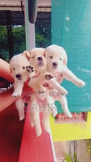 Golden Retriever Puppies