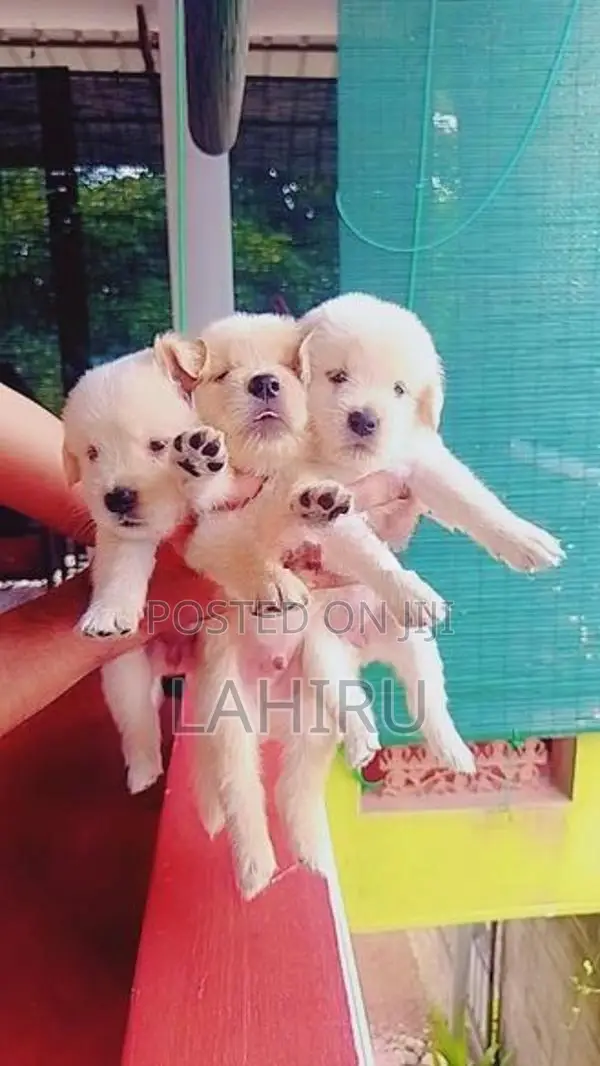 Golden Retriever Puppies