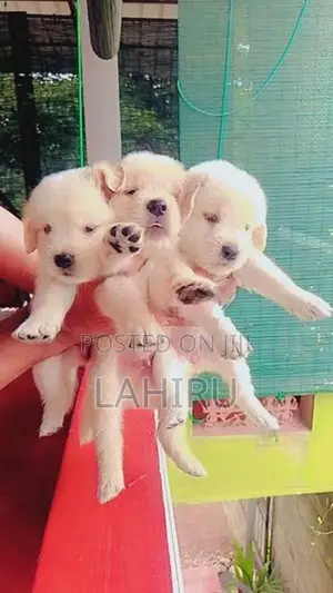 Golden Retriever Puppies
