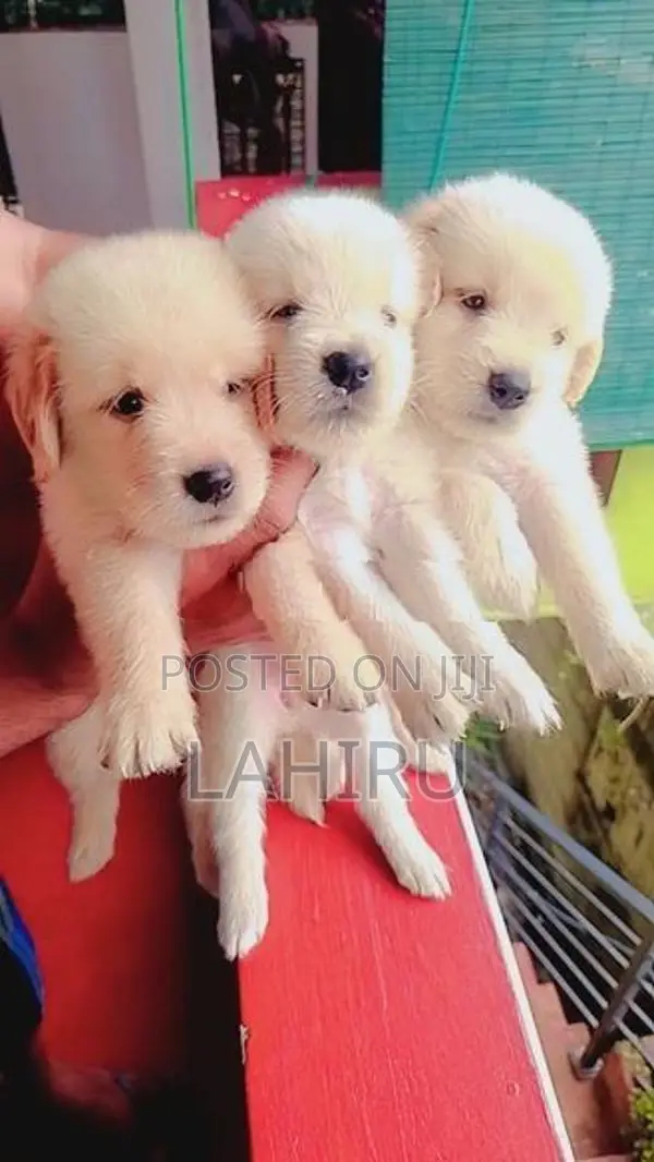 Golden Retriever Puppies