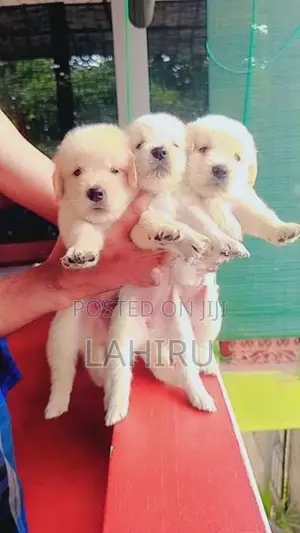 Golden Retriever Puppies