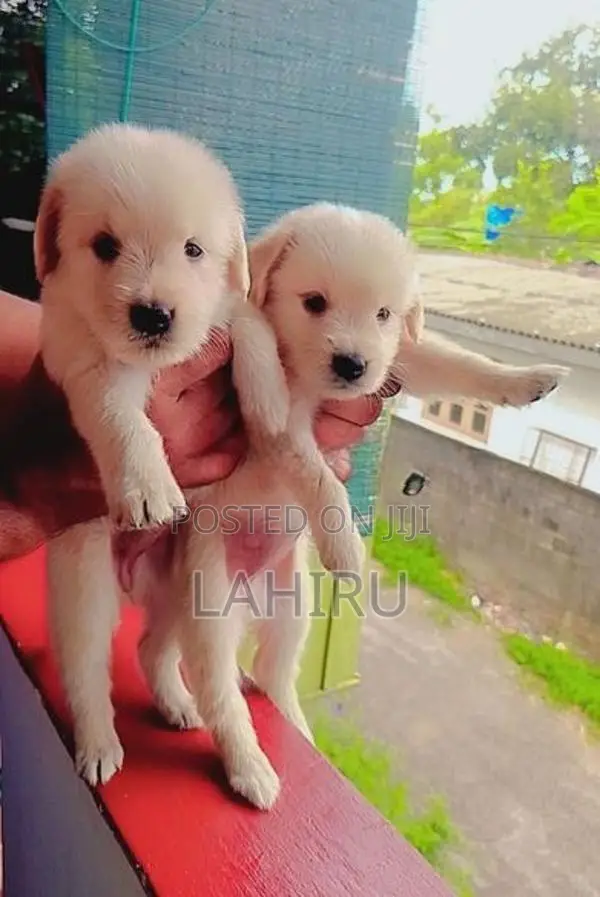 Golden Retriever Puppies