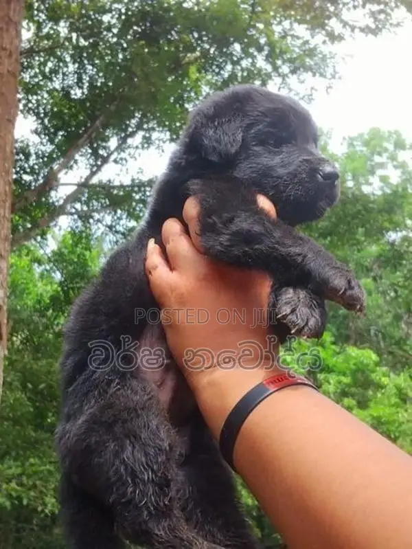 German Sherped Puppy