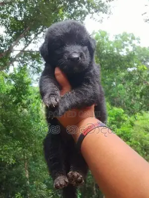 German Sherped Puppy